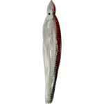 Shad